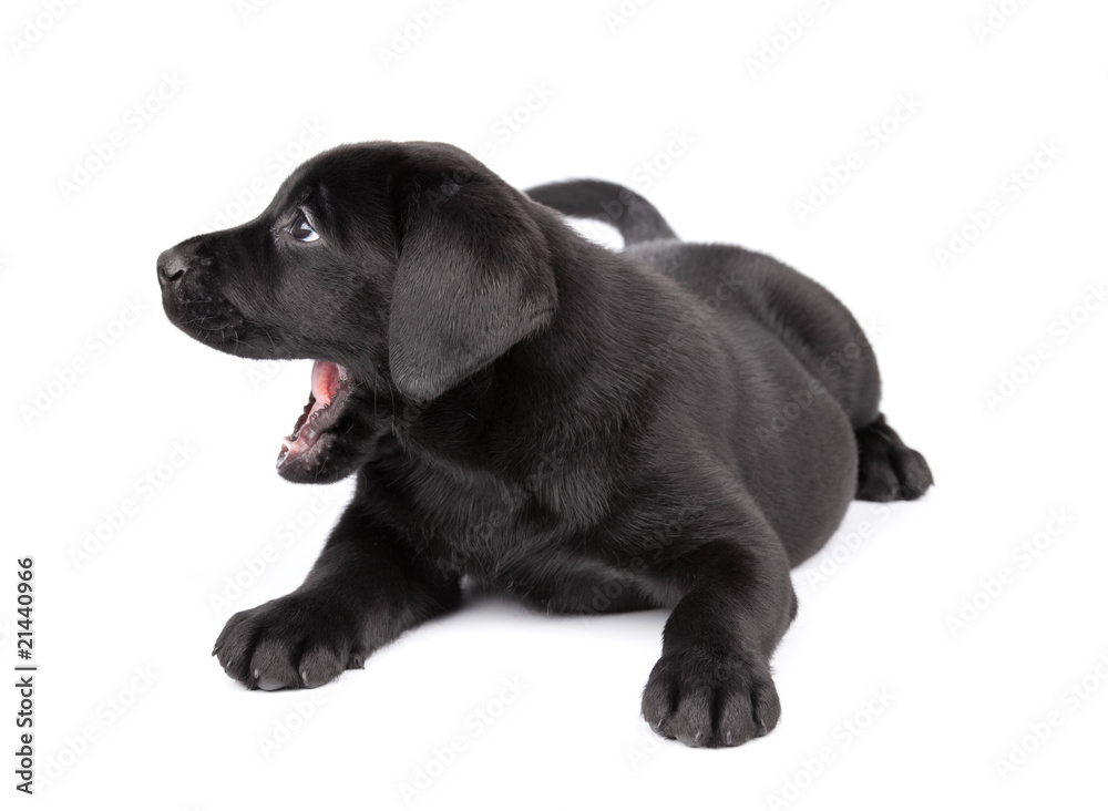 black labrador puppy bare one's teeth, two  months old.