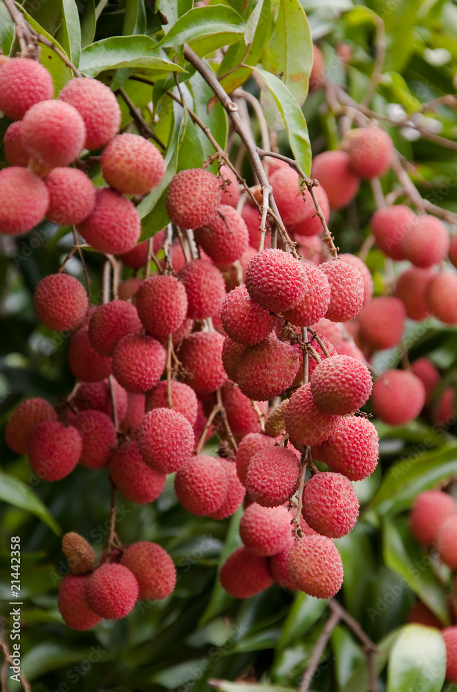 Lychee Lychee