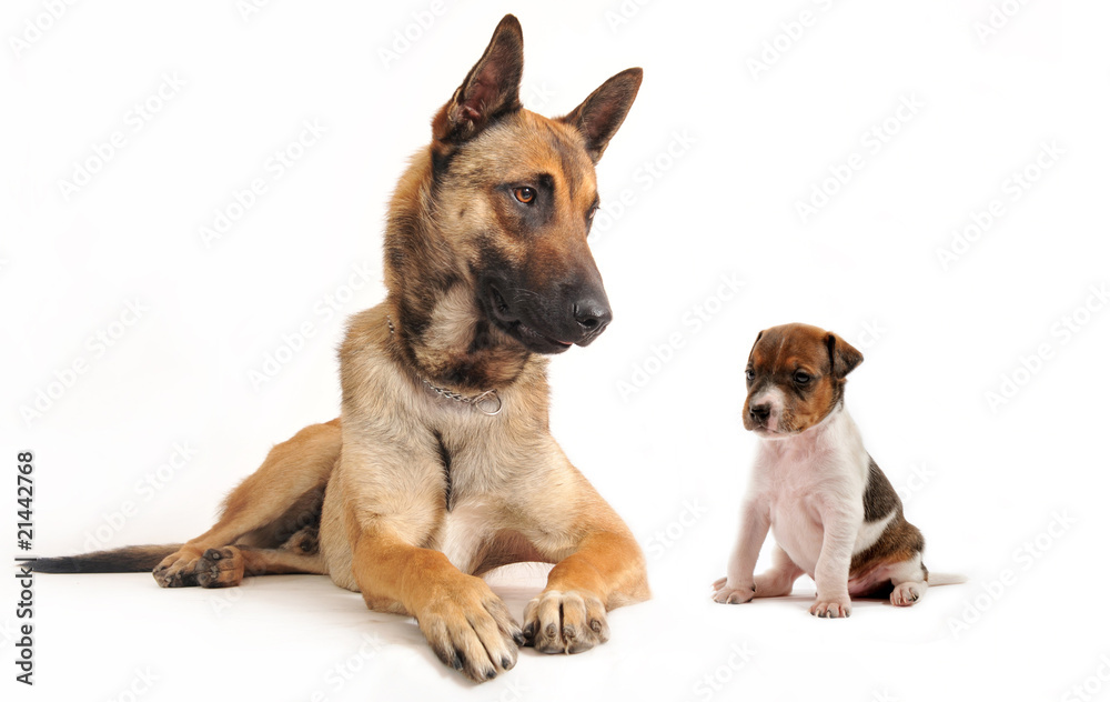 malinois and kitten