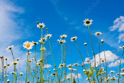 Fotografie Camomile