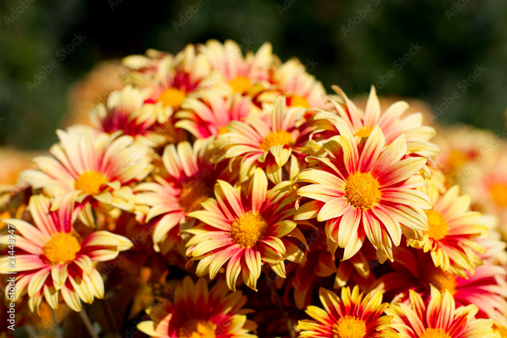 chrysanthemum chrysanthemum