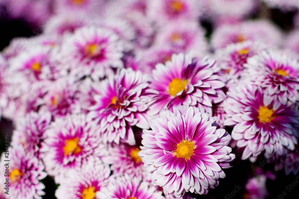 Obraz premium chrysanthemum