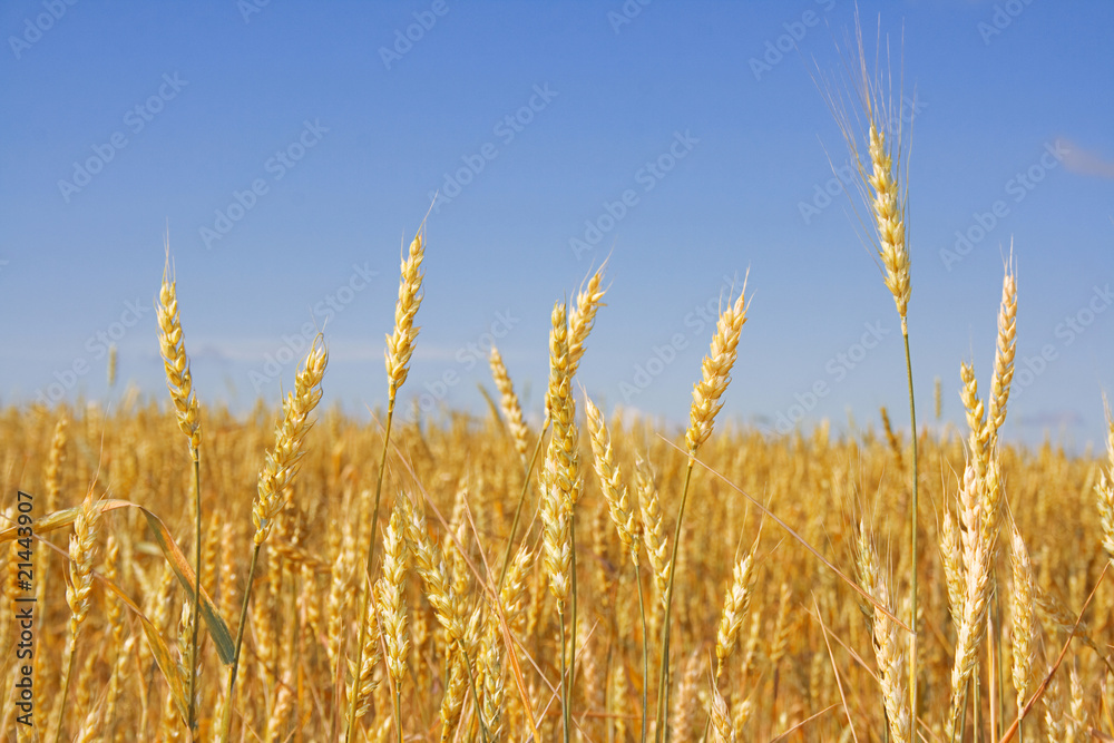Wheat before harvest (yield's field). Wheat before harvest (yield's field).