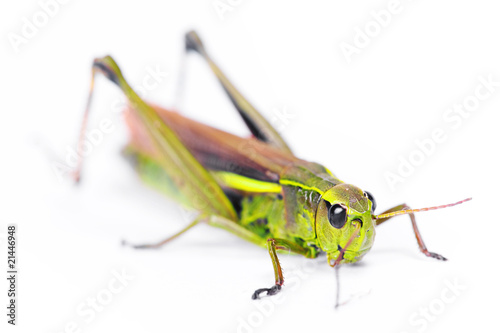 grasshopper isolated on white background © 2happy