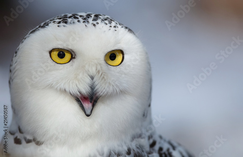 Snowy owl (Bubo scandiacus). © lightpoet