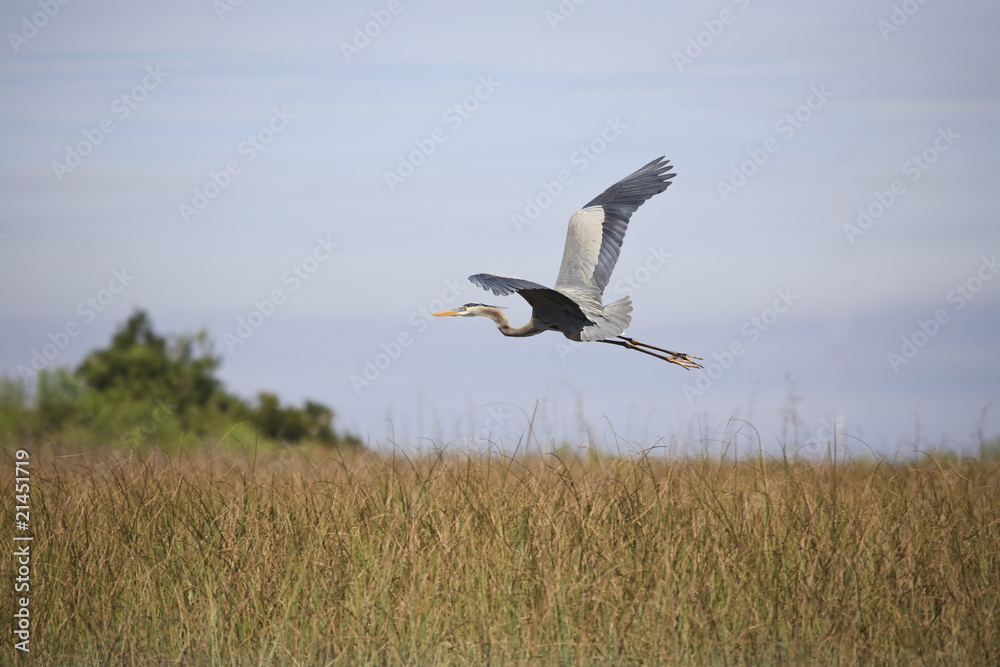 Obraz premium Great Blue Heron in Flight