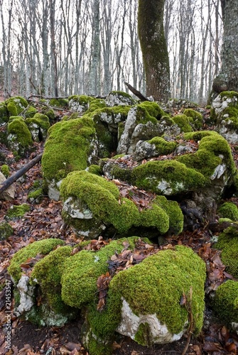 quie spring forest photo