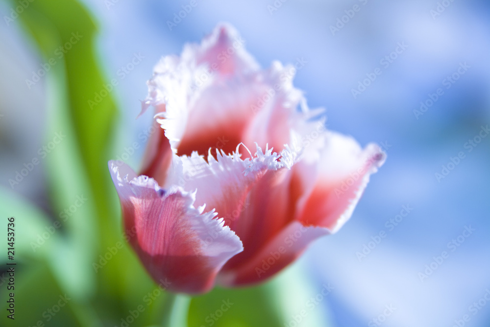 Photo of red tulip in daylight Photo of red tulip in daylight