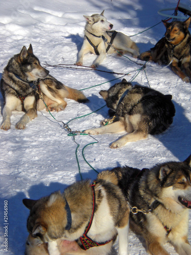 meute chiens huskies