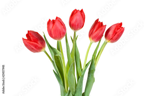 bouquet of tulip