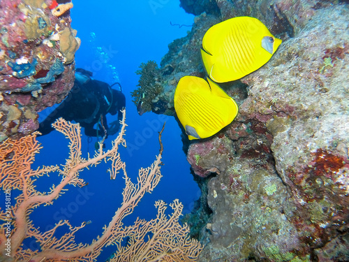 Obraz na płótnie Coral scene w salonie