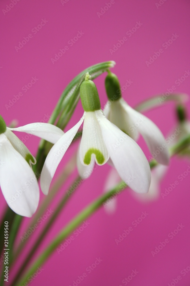 Obraz premium Ostern