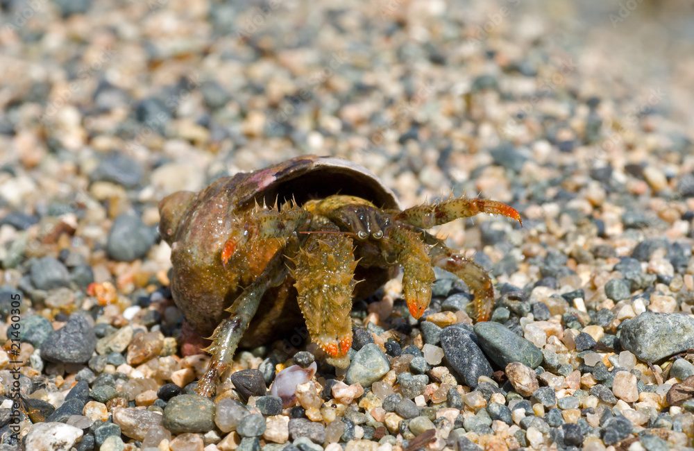 Hermit crab 15