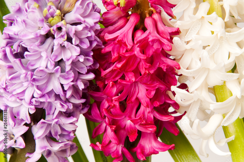 Fototapeta premium hyacinth