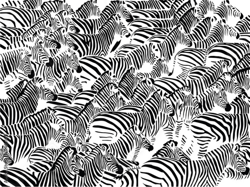 Herd of zebras vector