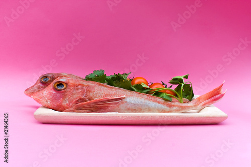 Schilderij op canvas Sea Food - Red Gurnard Fish