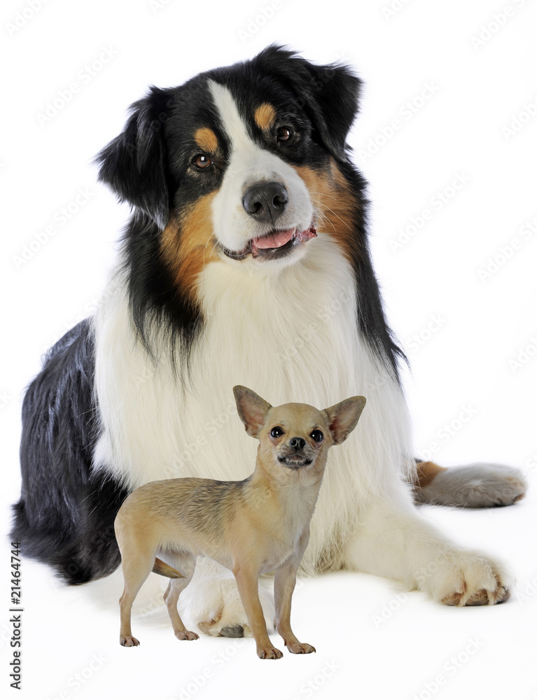 berger australien et chihuahua attentifs berger australien et chihuahua attentifs