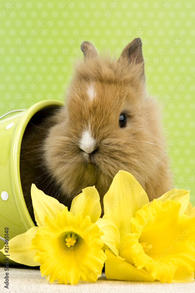 Obraz premium Baby Kaninchen im Blumentopf