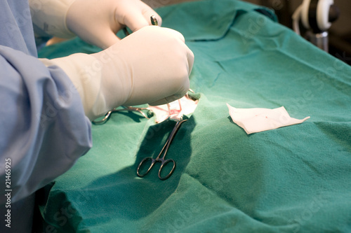 Fotografie chirurgie vétérinaire