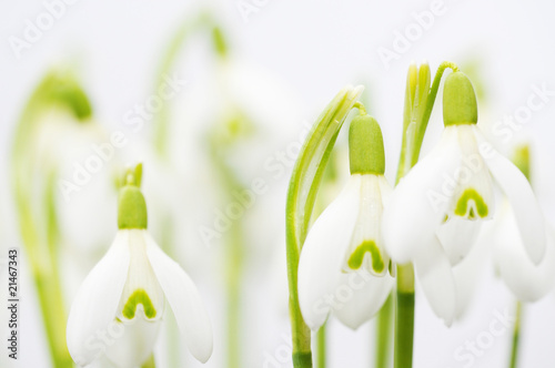 Schneeglöckchen freigestellt photo