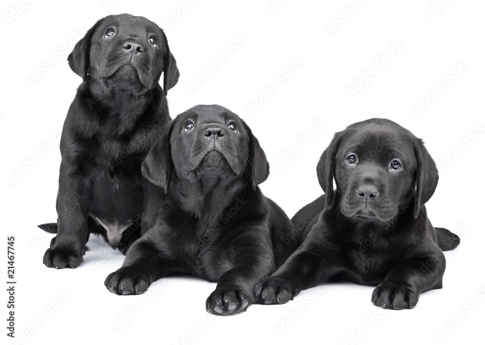 Three black labrador puppies, two months old. Three black labrador puppies, two months old.
