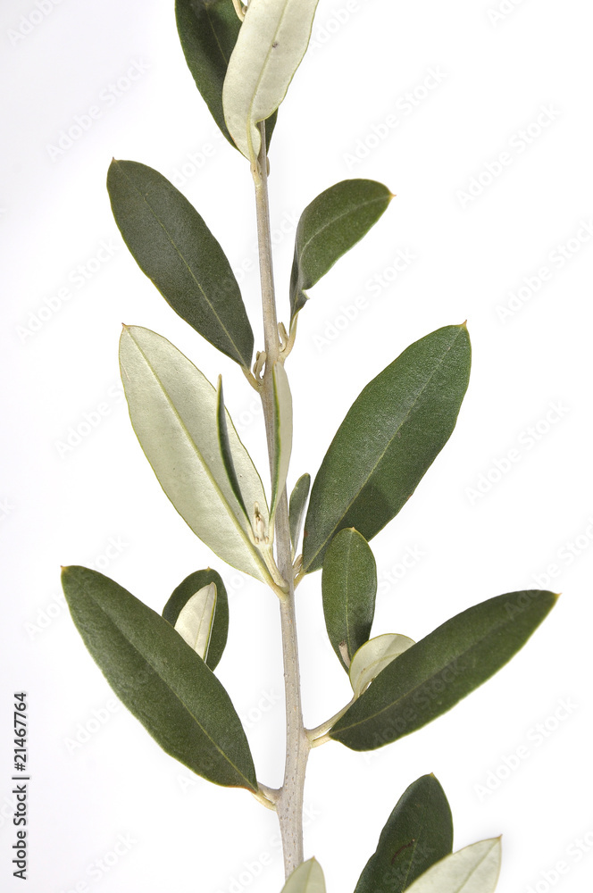 olivo ramo foglie pasqua pace oleacee olea europeaea