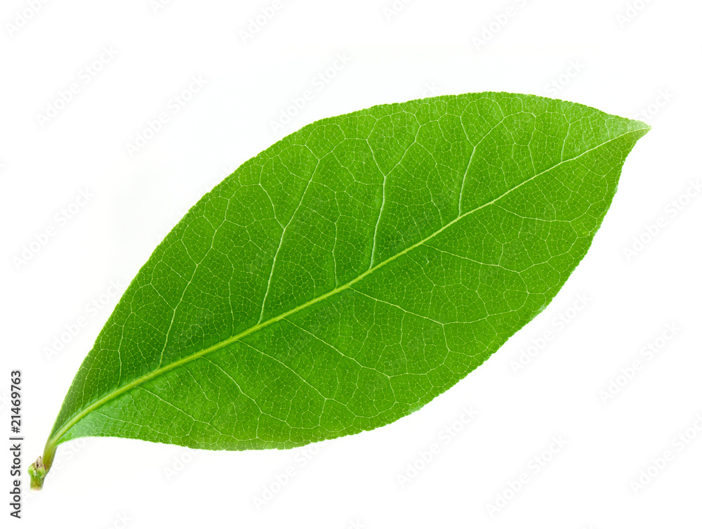 Laurel leaf Laurel leaf