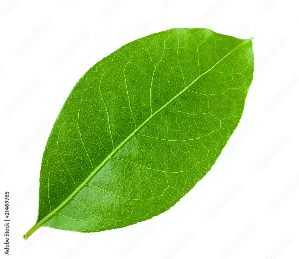 Laurel leaf Laurel leaf