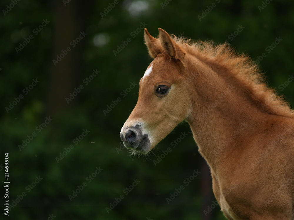 Fototapeta premium Araberfohlenkopf