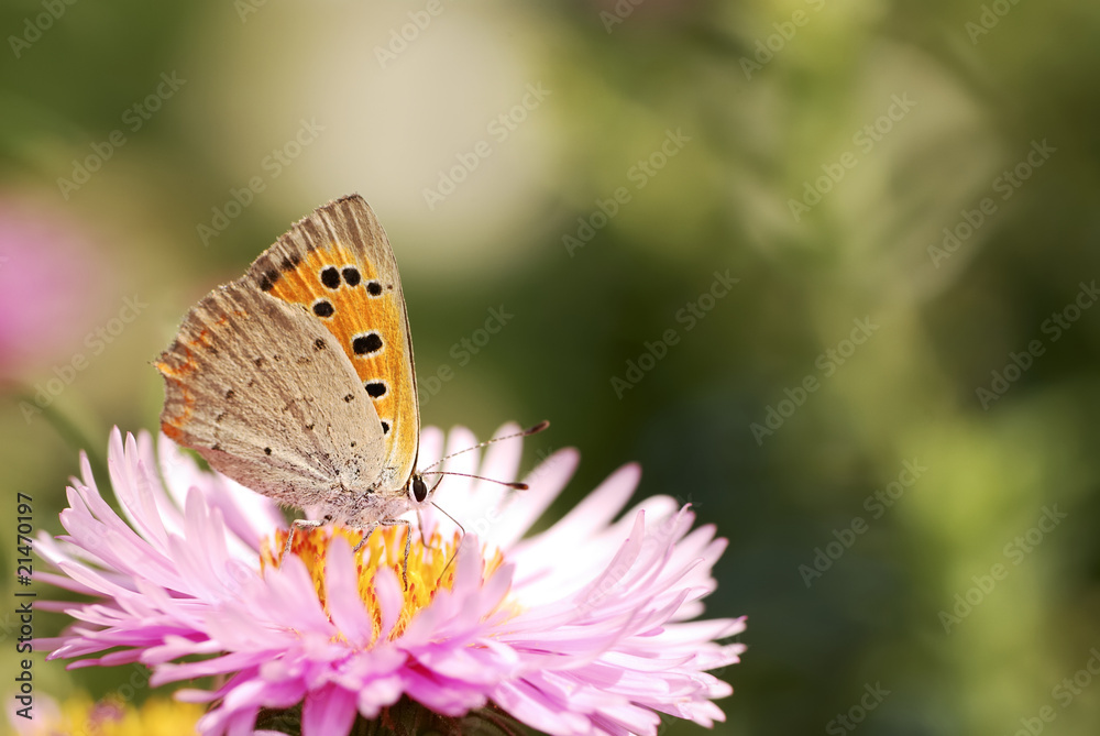 Asters with buttefly