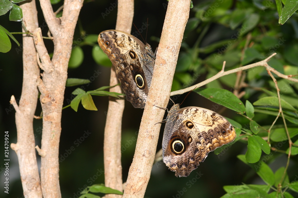 Owl Butterfly