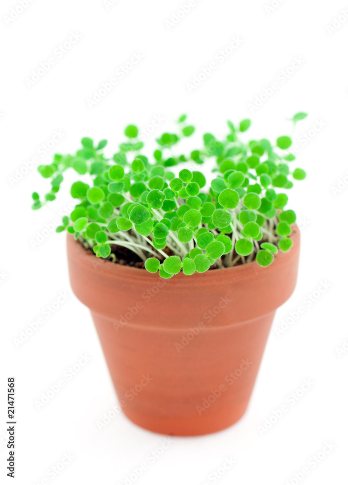 green sprouts in pot. Isolated on white green sprouts in pot. Isolated on white