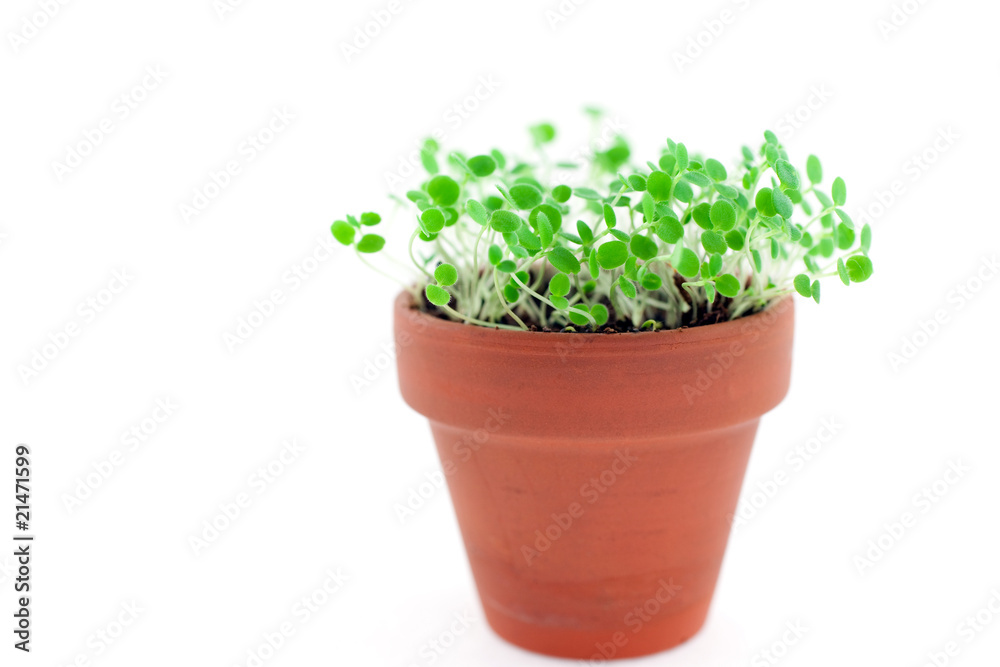green sprout growing from soil. Isolated on white green sprout growing from soil. Isolated on white