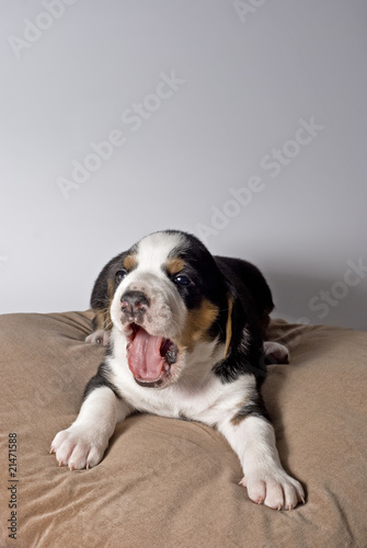 Tired puppy lying on pillow, yawning.