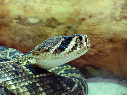 Eastern diamondback rattlesnake