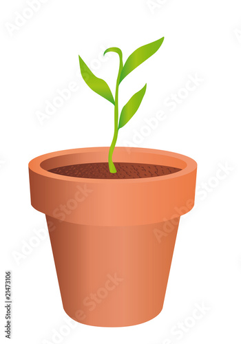 Pot de fleurs pousse