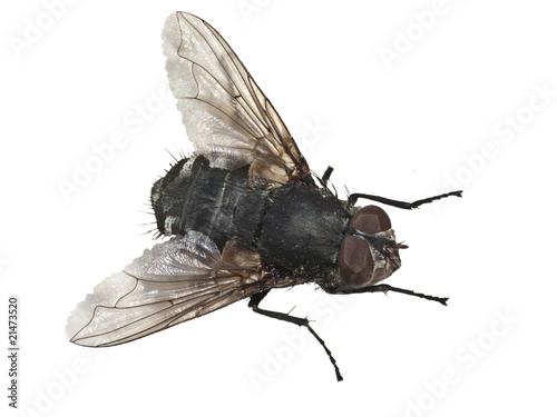 Fliege, freigestellt photo