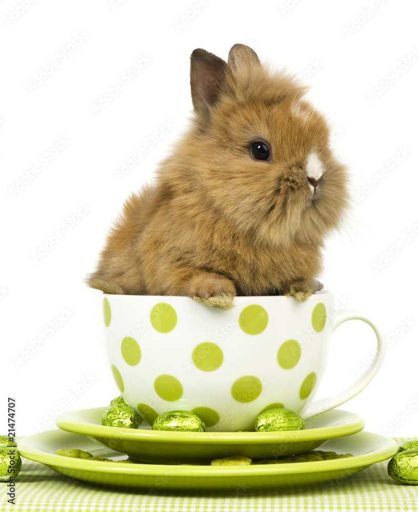 Kaninchen Tasse Geschenk Kanickel Liebhaber Sei immer Du Selbst Spruch