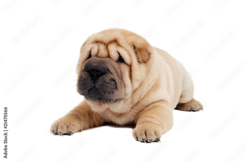 young sharpei puppy dog