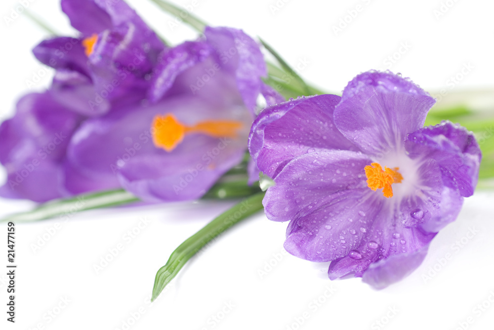 crocus bouquet with water drops isolated on white crocus bouquet with water drops isolated on white