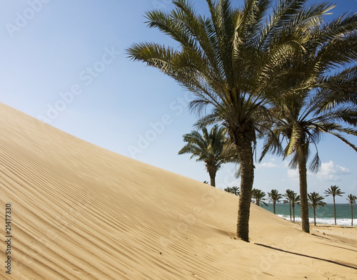 palms on the sandy beach