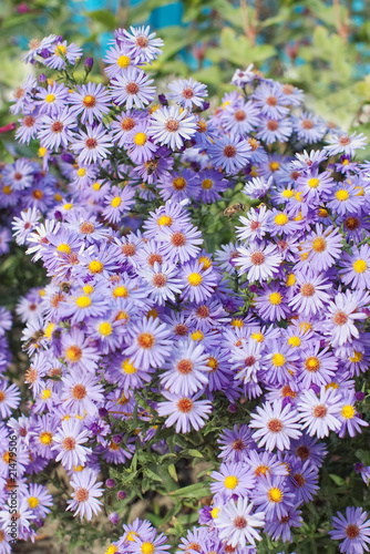 Purple daisies growing with flying bees and selective focus