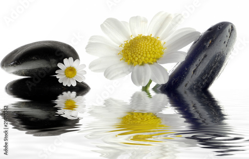 Steine mit Blume spiegeln sich im Wasser