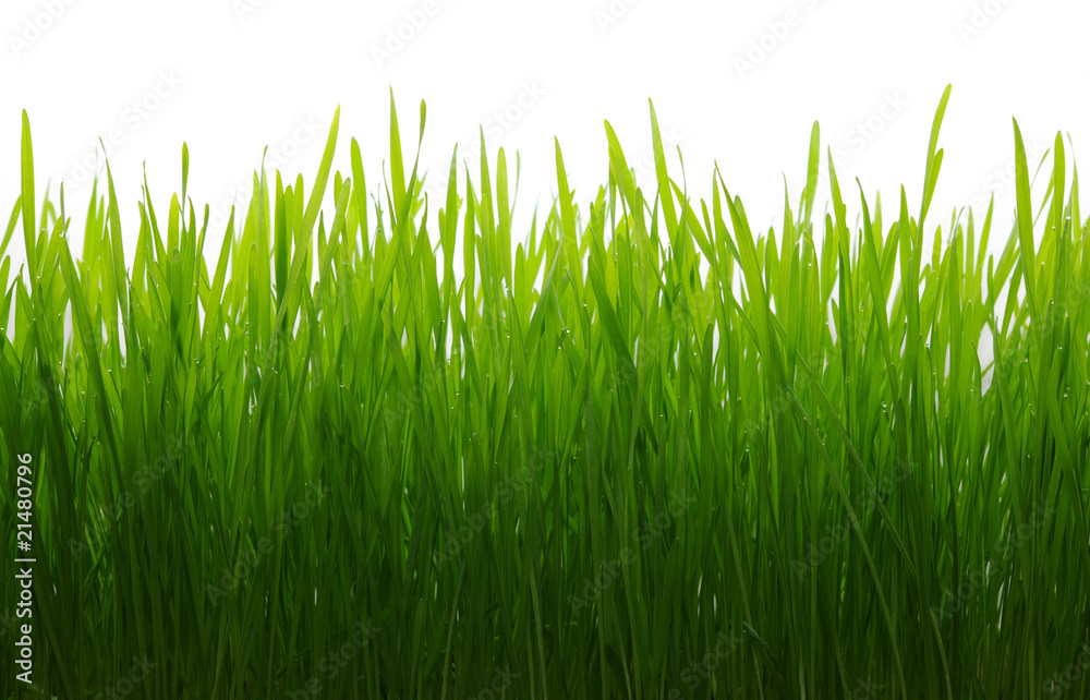 green grass green grass
