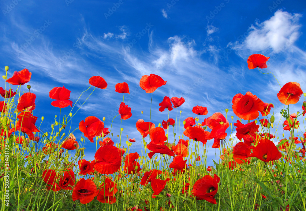 Obraz premium poppies