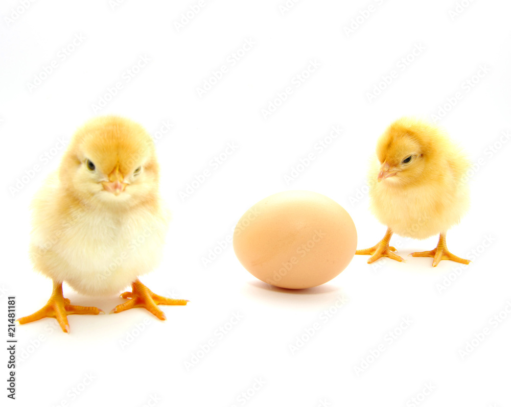 Chickens and egg