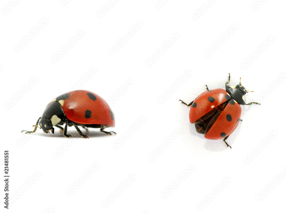 Obraz premium Ladybug