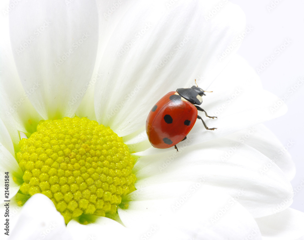 ladybug  on a flower