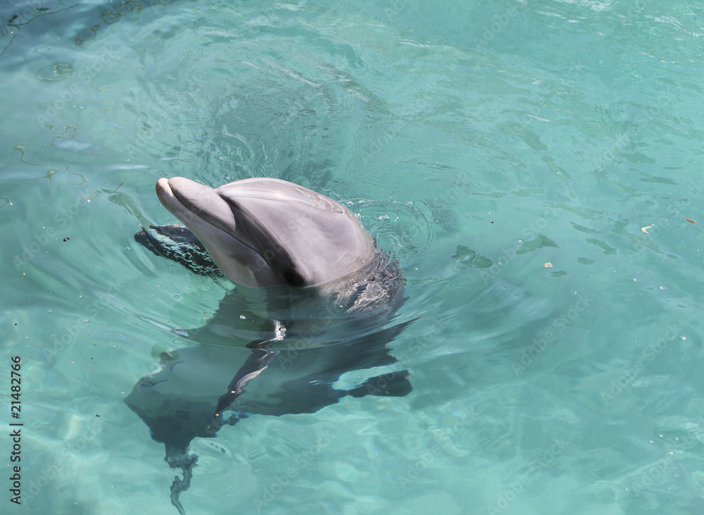 Obraz premium dolphin