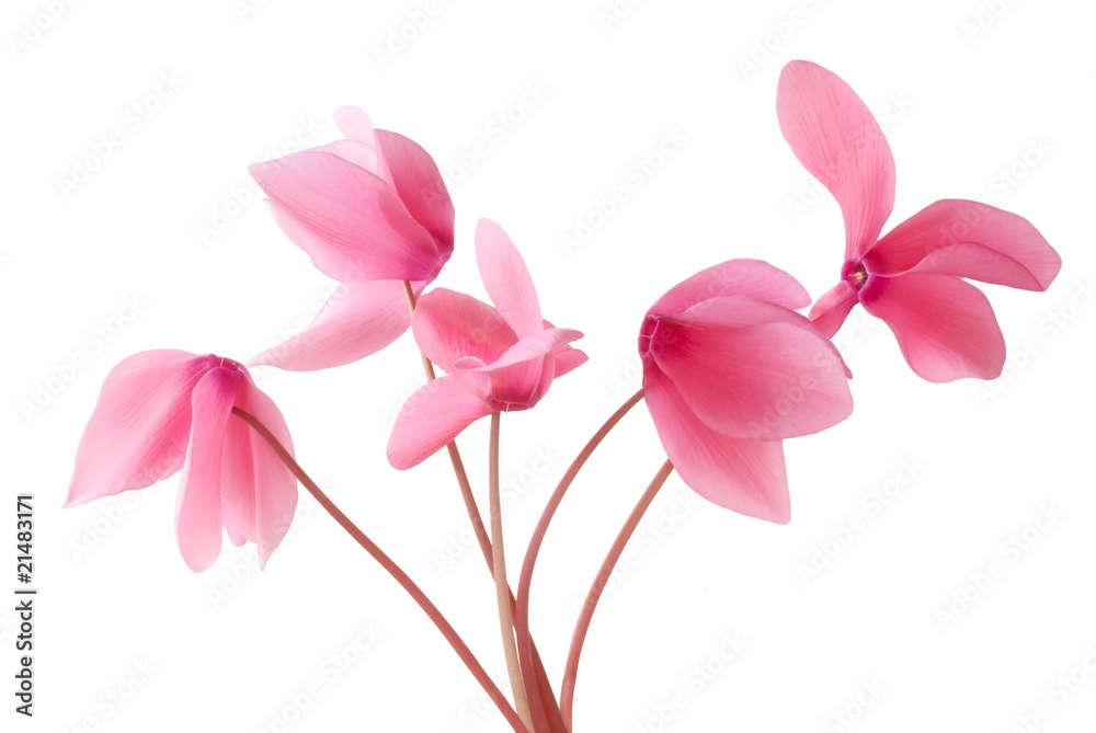 Obraz premium posy of pink cyclamens